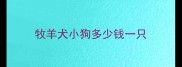 牧羊犬小狗多少钱一只