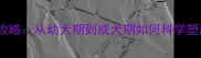 小鹿犬体型管理全攻略从幼犬期到成犬期如何科学塑形附阶段对比图