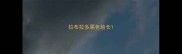 拉布拉多黑色脸长