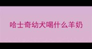 哈士奇幼犬喝什么羊奶