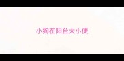小狗在阳台大小便