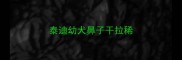 泰迪幼犬鼻子干拉稀