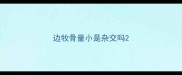 边牧骨量小是杂交吗
