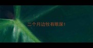 二个月边牧有眼屎