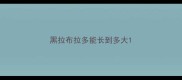 黑拉布拉多能长到多大
