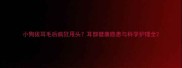 小狗拔耳毛后疯狂甩头耳部健康隐患与科学护理全