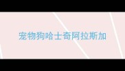 宠物狗哈士奇阿拉斯加