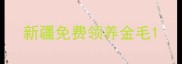 新疆免费领养金毛