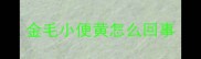 金毛小便黄怎么回事
