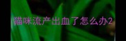 猫咪流产出血了怎么办