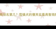 哈士奇智商排名第几雪橇犬的傻其实是高智商陷阱