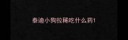 泰迪小狗拉稀吃什么药