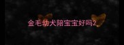金毛幼犬陪宝宝好吗