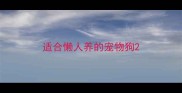 适合懒人养的宠物狗