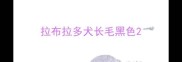 拉布拉多犬长毛黑色