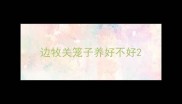 边牧关笼子养好不好