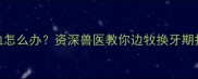 边牧换牙流血怎么办资深兽医教你边牧换牙期护理全攻略