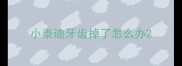小泰迪牙齿掉了怎么办