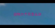 边牧六个月怎么训