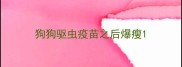 狗狗驱虫疫苗之后爆瘦