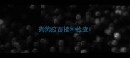 狗狗疫苗接种检查