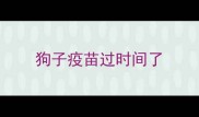 狗子疫苗过时间了