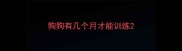 狗狗有几个月才能训练