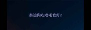 泰迪狗吃啥毛发好