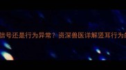 狗狗单耳竖起是健康信号还是行为异常资深兽医详解竖耳行为的5大原因及应对措施