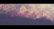 宠物店如何运输宠物