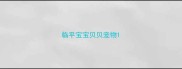 临平宝宝贝贝宠物