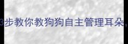 边牧控耳神技3步教你教狗狗自主管理耳朵告别红疹烦恼
