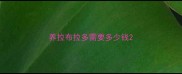 养拉布拉多需要多少钱