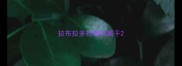 拉布拉多抱着狗窝干