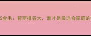 拉布拉多VS金毛智商排名大谁才是最适合家庭的导盲犬