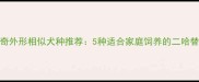 哈士奇外形相似犬种推荐5种适合家庭饲养的二哈替代品