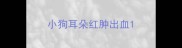 小狗耳朵红肿出血