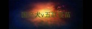国产犬v五联疫苗