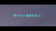 两个月小猫喜欢咬人