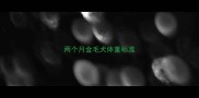 两个月金毛犬体重标准