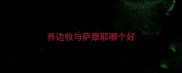 养边牧与萨摩耶哪个好