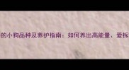 哈士奇性格的小狗品种及养护指南如何养出高能量爱拆家的小二哈
