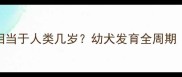 狗狗一个月大相当于人类几岁幼犬发育全周期附喂养指南