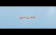 哈士奇幼犬长不大