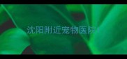 沈阳附近宠物医院
