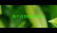 两个月狗狗吃苹果