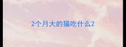 2个月大的猫吃什么