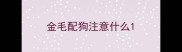 金毛配狗注意什么