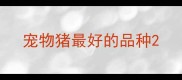 宠物猪最好的品种