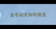 金毛幼犬如何挑选